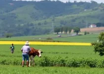 Antônio Gomide produtores rurais multas GTA