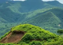 conversão de multas ambientais