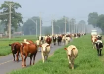 cancelamento de multas pecuaristas