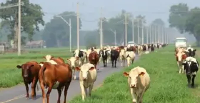 cancelamento de multas pecuaristas