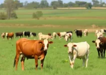 Processo Seletivo da Secretaria de Agricultura e Pecuária