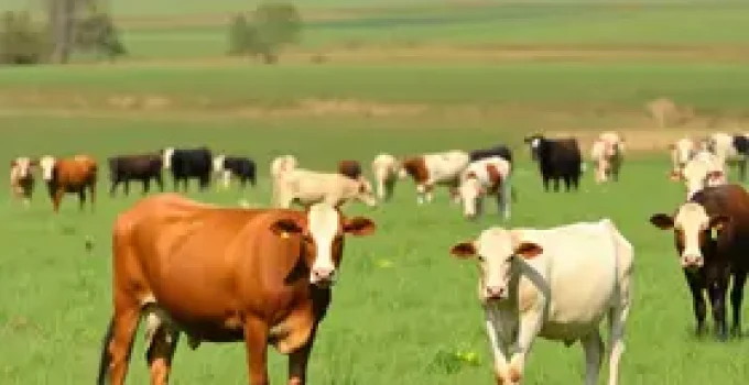 Processo Seletivo da Secretaria de Agricultura e Pecuária