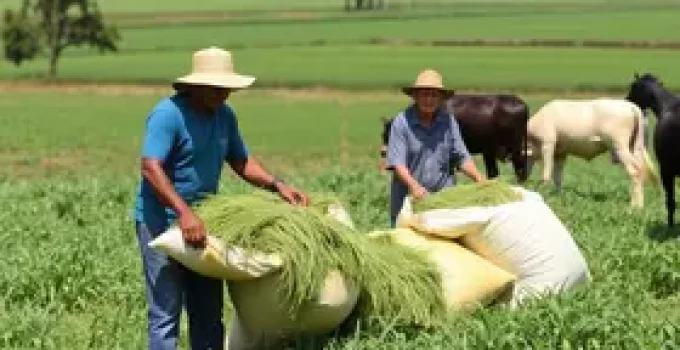 ensacadoras de silagem