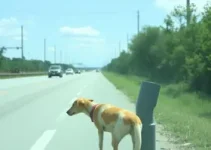 abandono de animais com carro