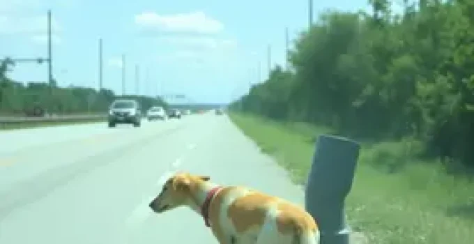 abandono de animais com carro