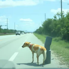 abandono de animais com carro
