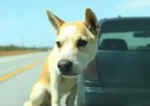suspensão da CNH abandono de animais