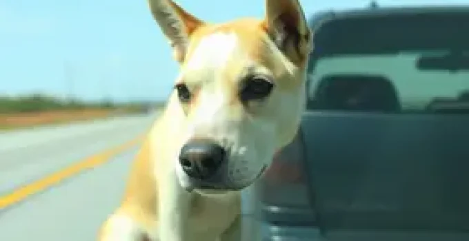 suspensão da CNH abandono de animais
