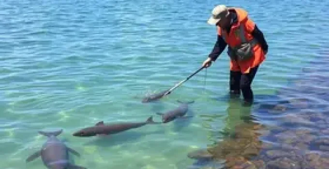 licenciamento da aquicultura