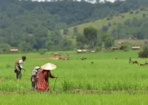 projeto perdoa multas aplicadas a indígenas por produção agropecuária
