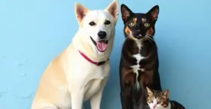 castração gratuita