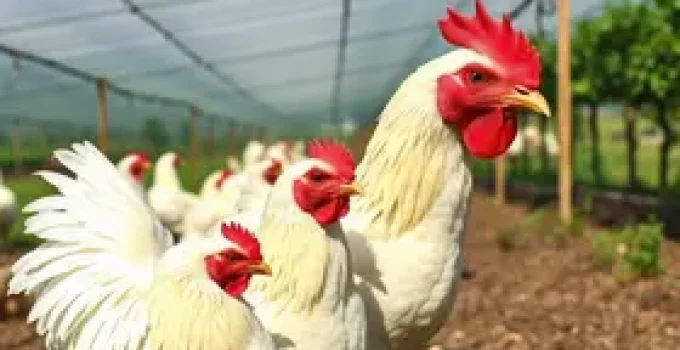 novas regras de licenciamento na avicultura
