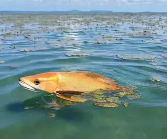 licenciamento ambiental da aquicultura